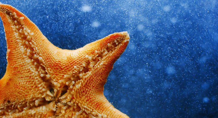 O que é um nome científico para uma estrela do mar?