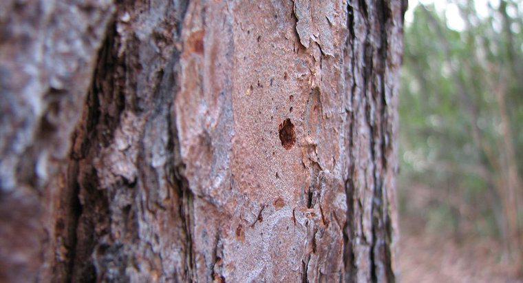 Como as árvores com danos na casca são curadas?