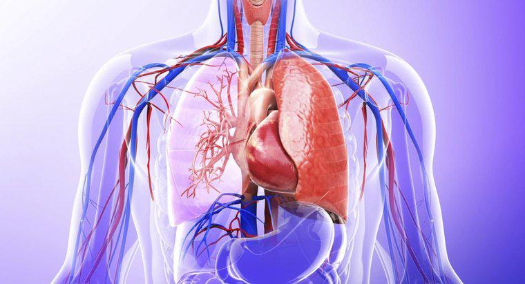 Qual é o papel dos pulmões no sistema excretor?