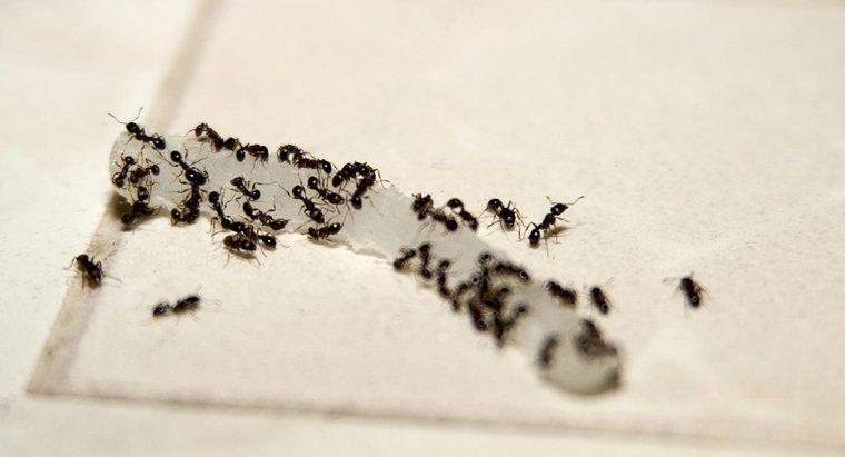 Como fazer veneno de formiga caseiro com bórax?