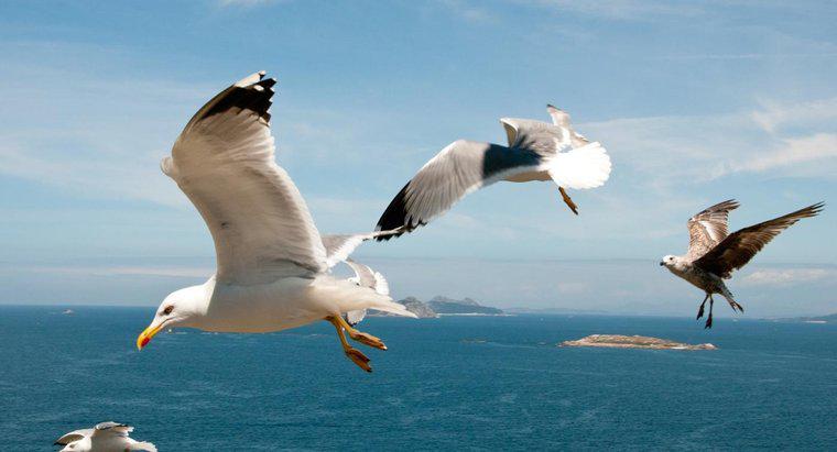 Quais são os diferentes tipos de gaivotas?