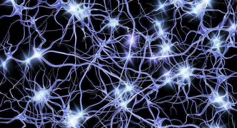 Qual é o espaço entre o neurônio e o músculo?