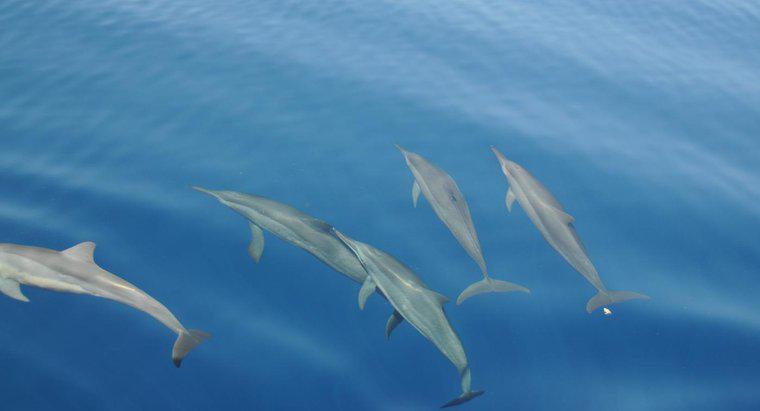 O que é o habitat de um golfinho?