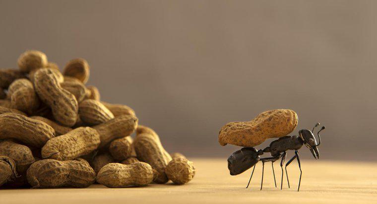 O que atrai formigas?