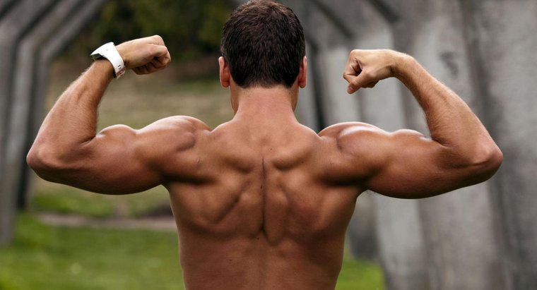 Quantos músculos existem no braço humano?