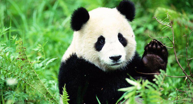 Habitats de pandas na selva