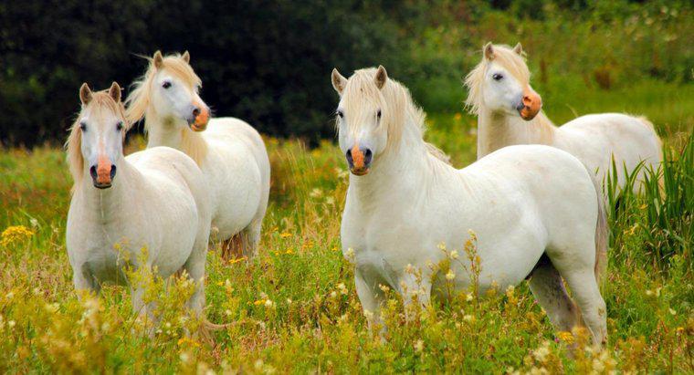 Como é chamado um grupo de cavalos?