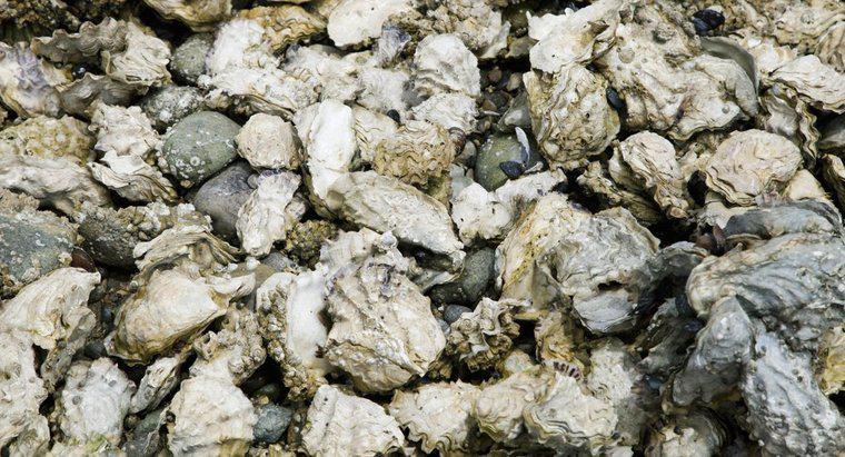 Como as ostras se reproduzem?