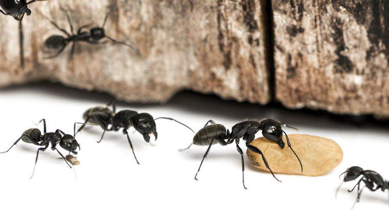 Quais são algumas maneiras comuns de matar formigas de carpinteiro?