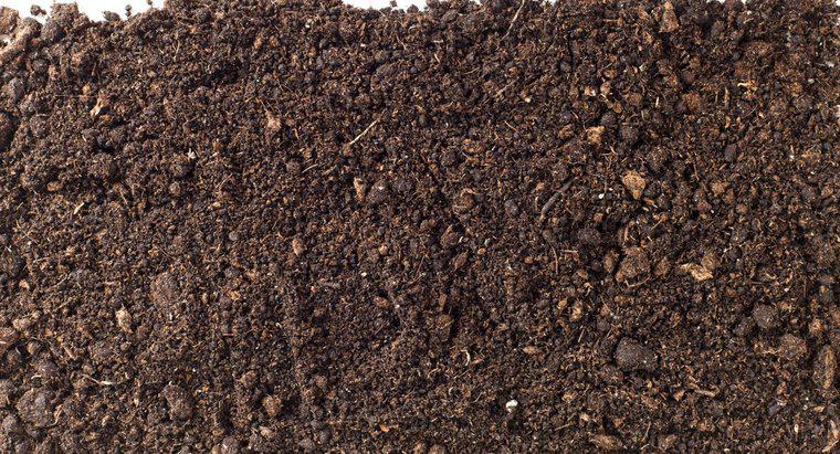 O que faz com que o solo de envasamento cresça bolor?