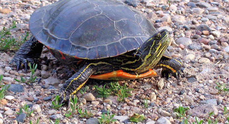 Quanto tempo vivem as tartarugas pintadas?