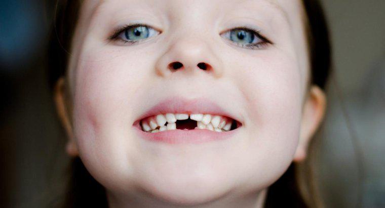 Qual é o papel dos dentes na digestão?