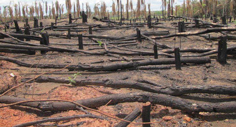 Por que a floresta amazônica está em perigo?