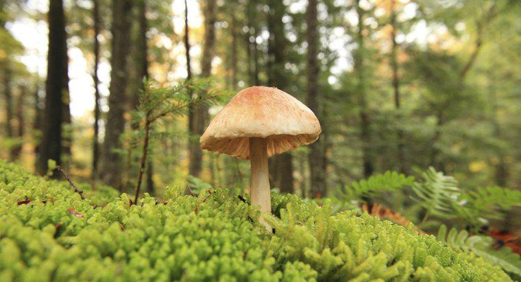 Qual é a importância econômica dos fungos?