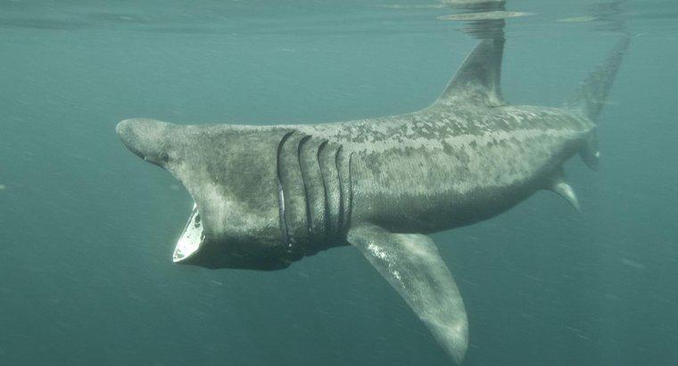 Qual é o tamanho da boca de um tubarão-frade?