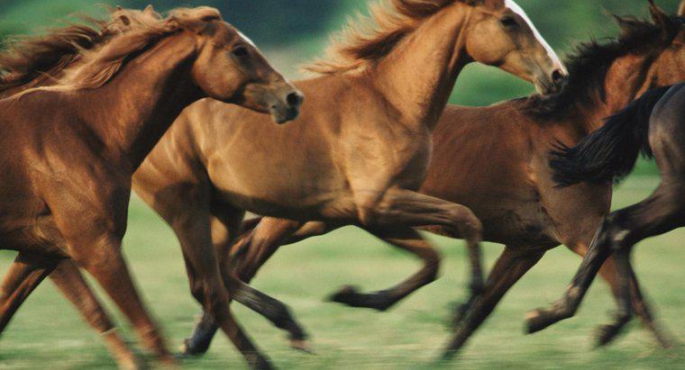 Quando os cavalos chegaram na América do Norte?
