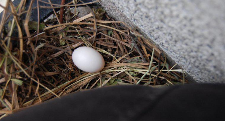 Quantos dias os ovos de pombo levam para eclodir?