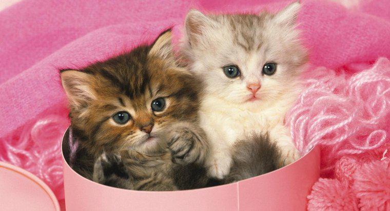 O que é um gatinho persa Teacup?