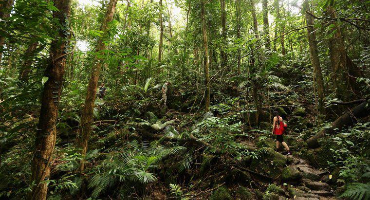 O que são decompositores nas florestas tropicais?