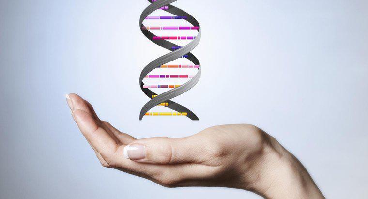O que constitui a espinha dorsal da molécula de DNA?