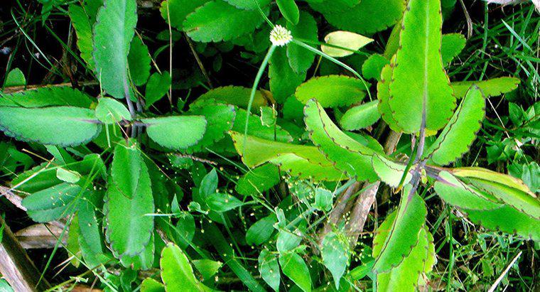 Quais são os usos medicinais do Bryophyllum?