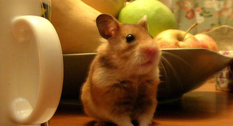 Os hamsters podem comer maçãs?