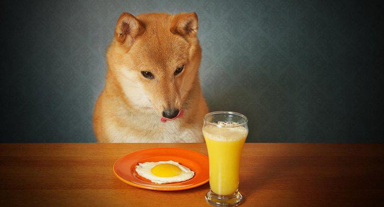 Os cães podem comer ovos cozidos?