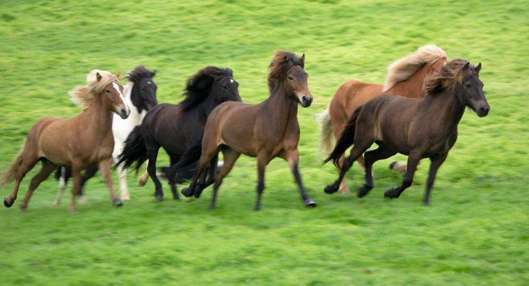 Como os cavalos se reproduzem?