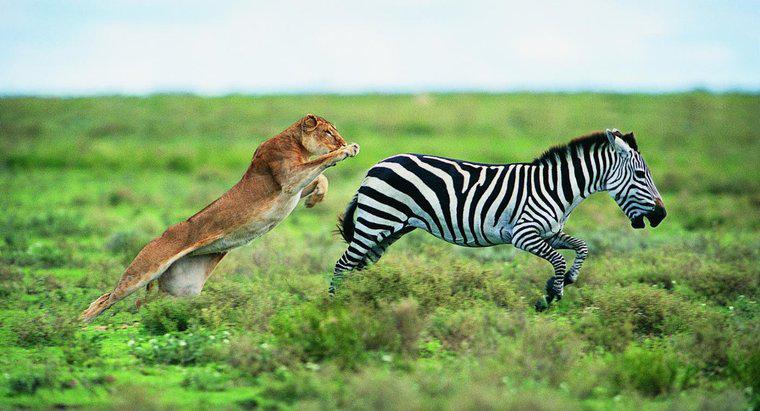 Quais animais são predadores da zebra?