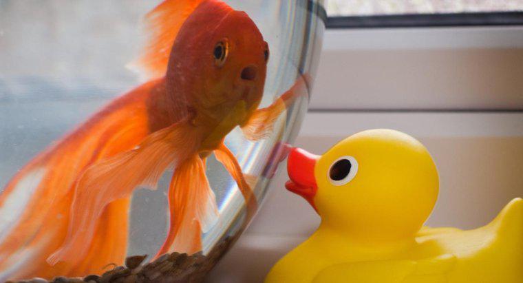 Como saber quando um peixe dourado está estressado?