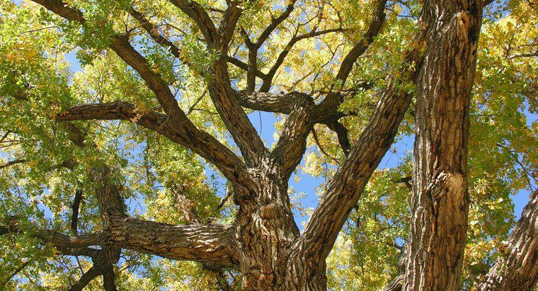 O que é uma árvore de Cottonwood sem algodão?