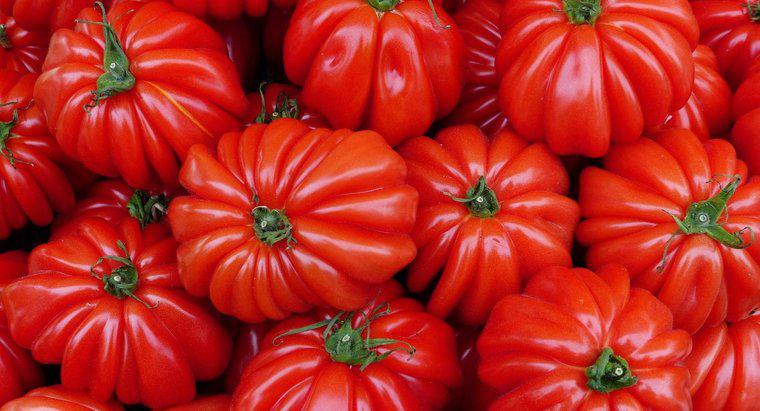 Quando é a época de plantio de tomate?