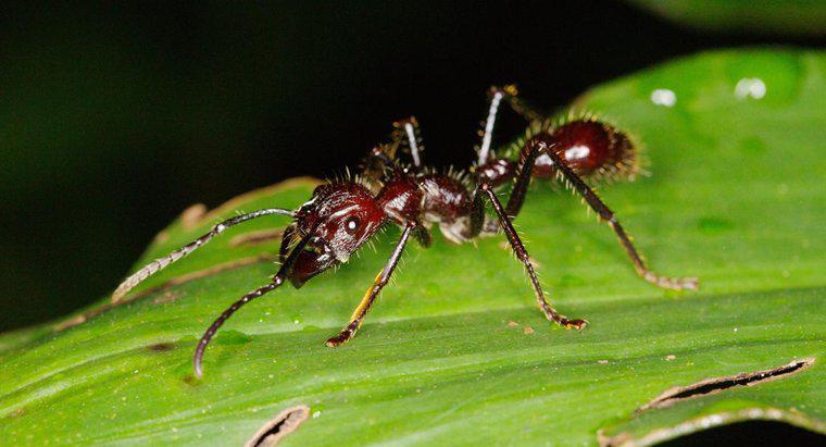 Onde vivem as formigas bala?