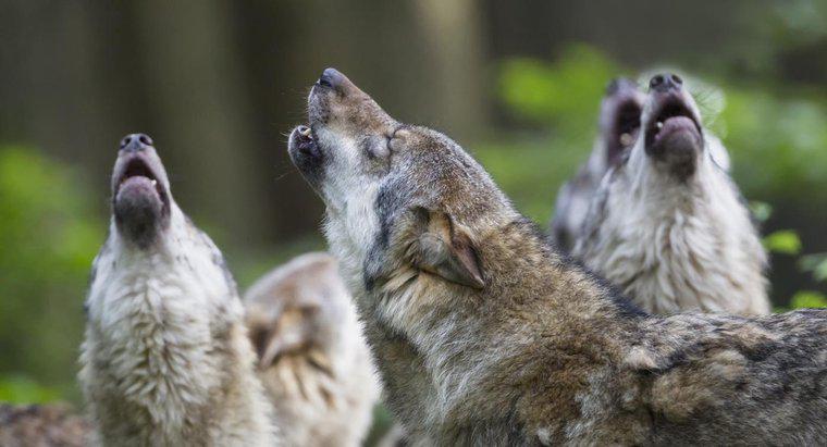 Por que os lobos uivam?