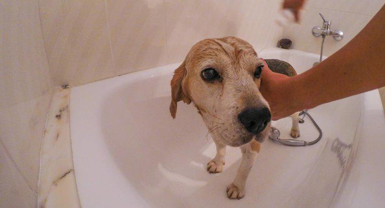 Qual é o melhor shampoo para cachorros?