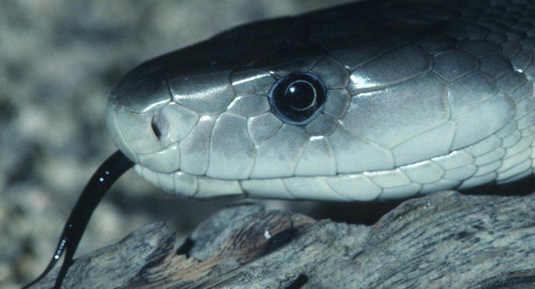 De onde veio o nome da cobra Black Mamba?
