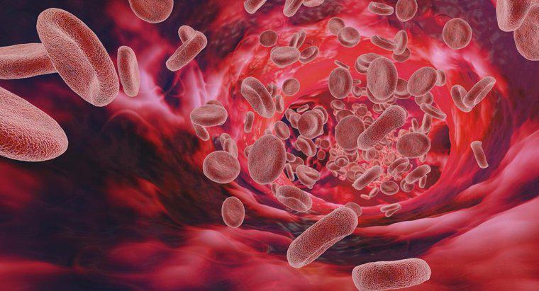 O que causa um alto nível de proteína no sangue?