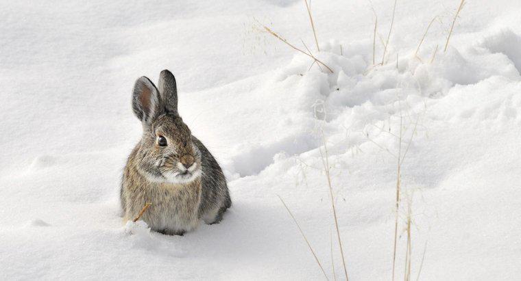 Os coelhos hibernam no inverno?