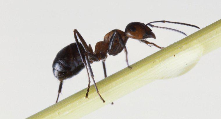 O que é um bom tratamento para picadas de formiga de fogo?