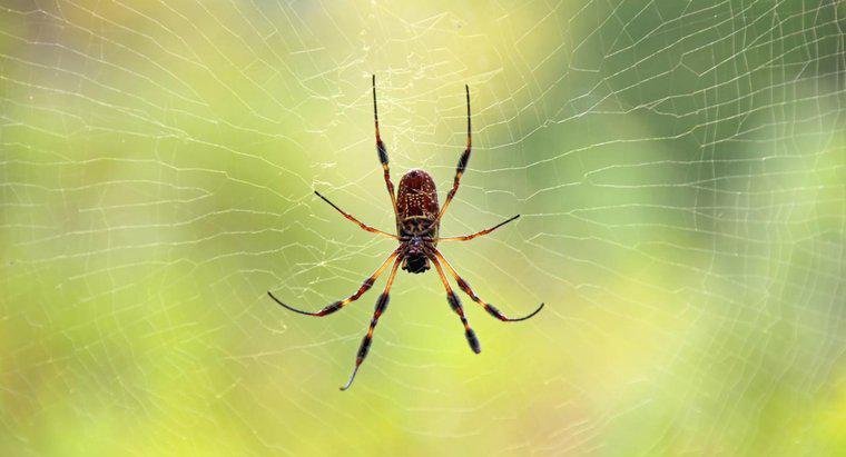 Quais são os sinais indicadores de picadas de aranha na pele?