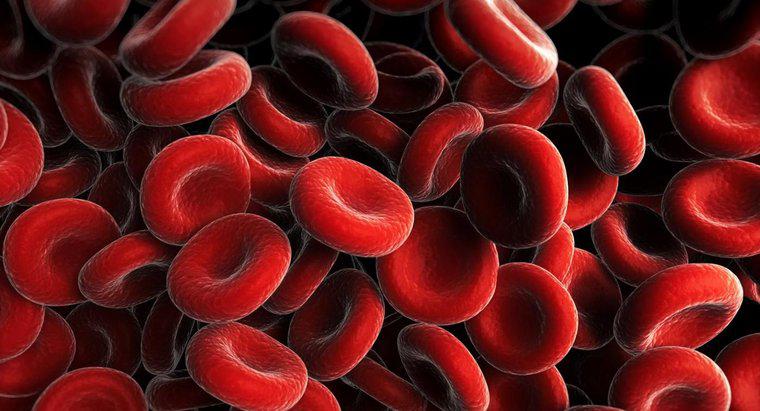 O que faz com que sua contagem de glóbulos vermelhos fique baixa?