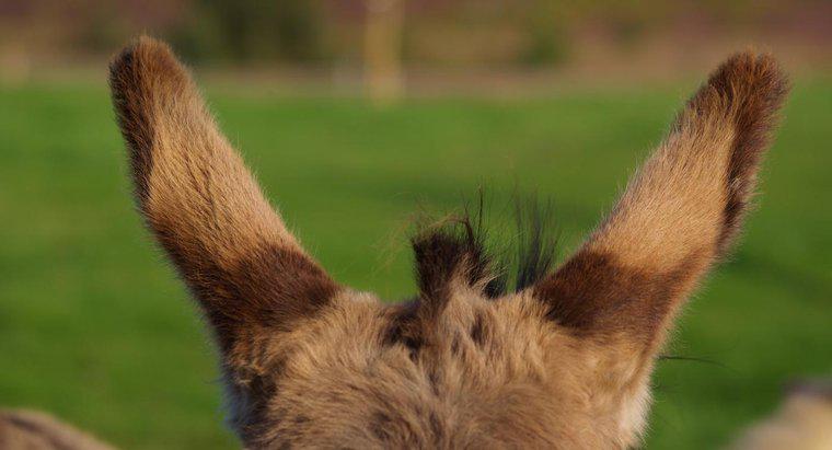 Como você faz orelhas de burro?