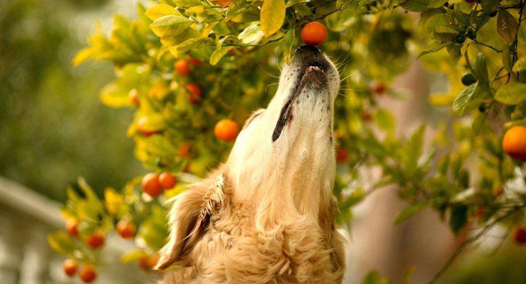 Quais frutas são tóxicas para os cães?