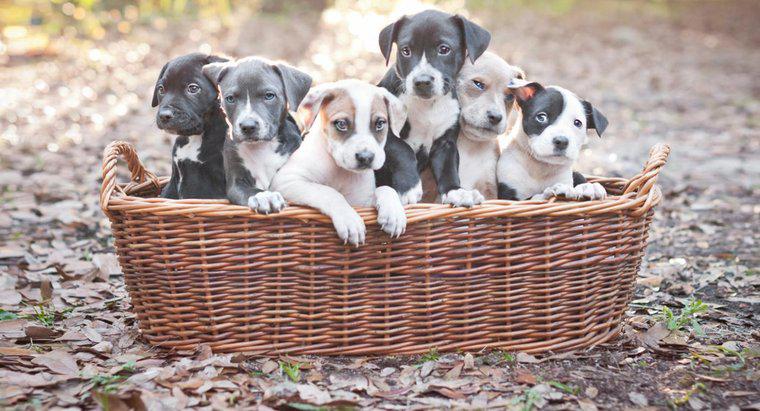 Qual é a melhor comida de cachorro para filhotes Pitbull?