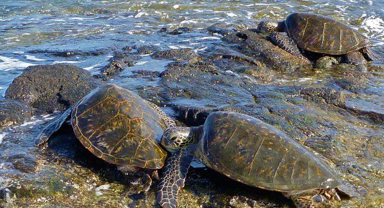 Como é chamado um grupo de tartarugas marinhas?