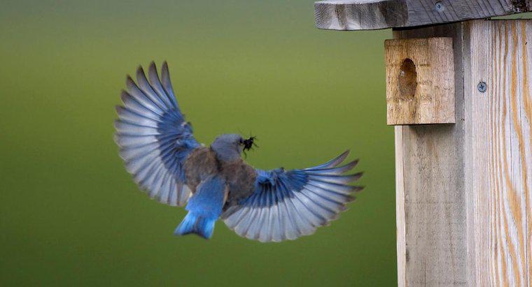 Qual é o significado simbólico de um Bluebird?