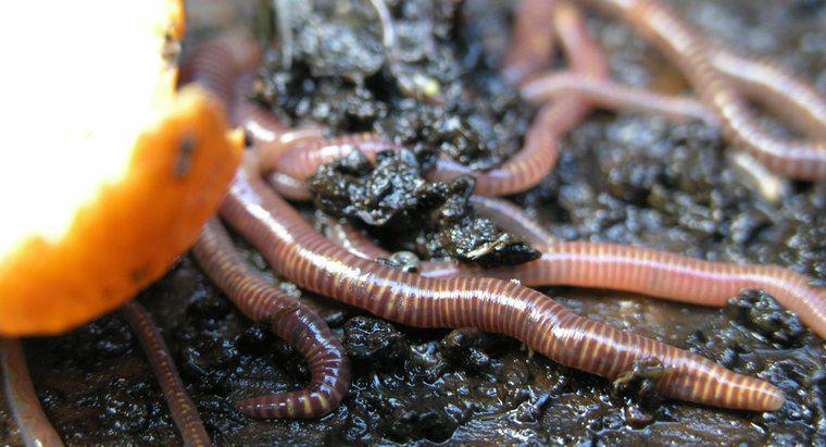 Quais são as características dos worms segmentados?