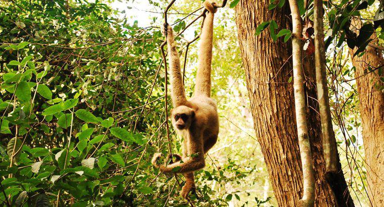 Como os macacos sobrevivem na selva?