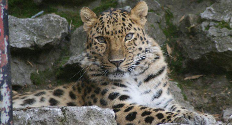 Qual é a classificação do leopardo de Amur na cadeia alimentar?