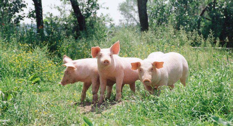 O que é chamado um grupo de porcos?